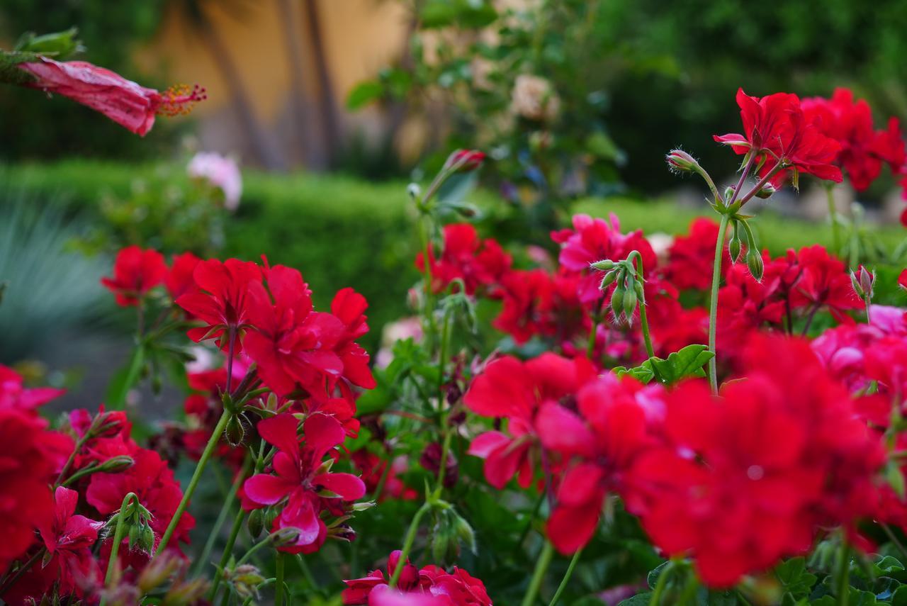 B&B Templi E Arte Villaggio Mosè Εξωτερικό φωτογραφία